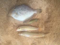 海水浴ついでにちょい投げ